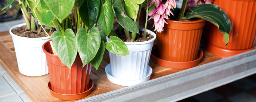 Klasik Salon Saksı 5,5lt