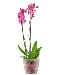 Orkide saksı 2 no 1,5lt