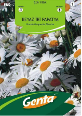 Margrit Papatya/Alman Papatyası