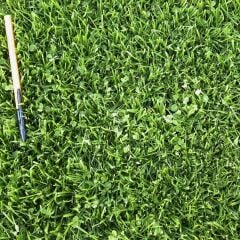 Kolay Bakım Çim Yonca Karışımı 1 Kg.