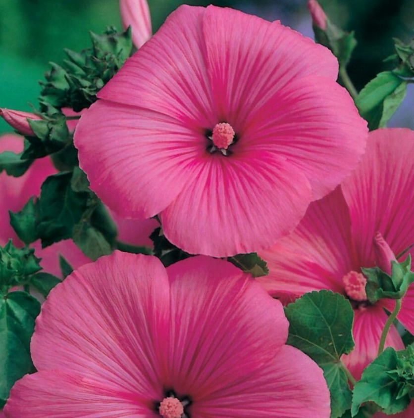 Pamuk Çiçeği-Lavatera