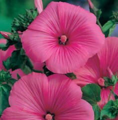 Pamuk Çiçeği-Lavatera