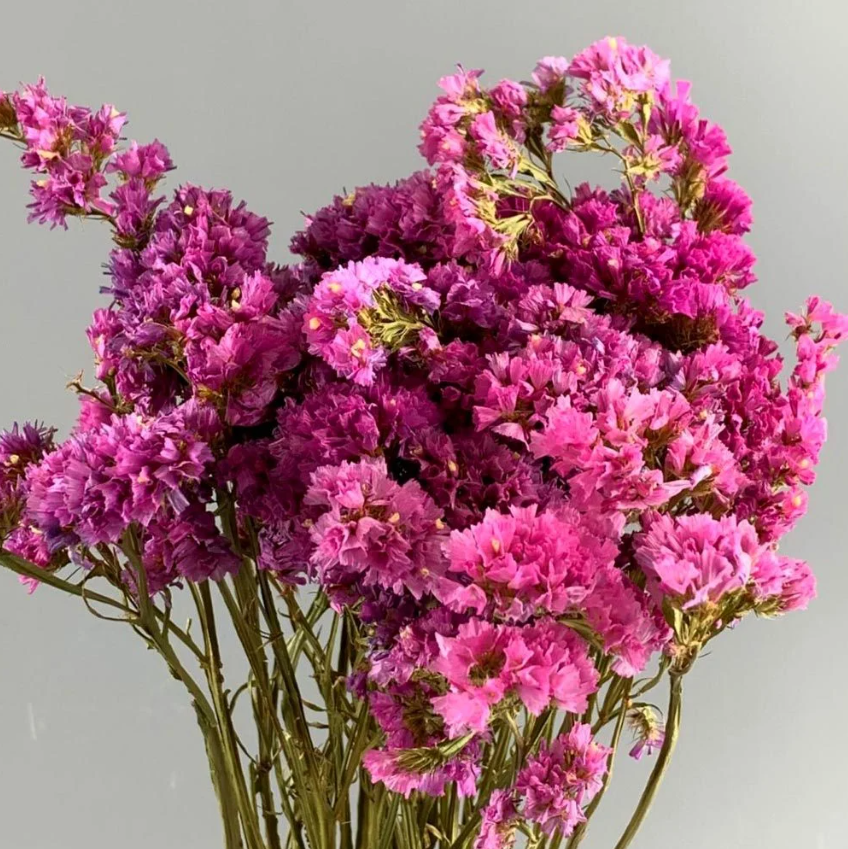 Deniz Lavantası - Statis Pembe