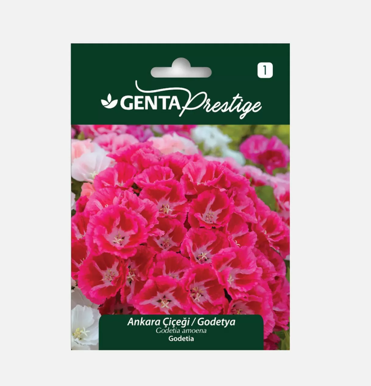 Ankara Çiçeği-Godetya